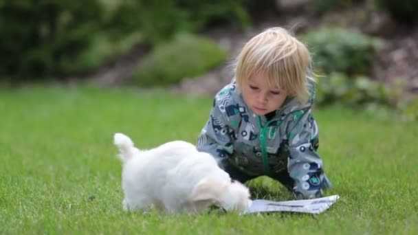 蹒跚学步的小孩 金发男孩 在花园里和小恶狗玩耍 — 图库视频影像