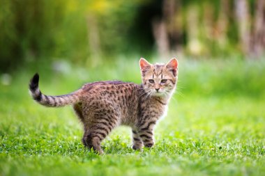 Bahçedeki küçük kedi yavrusu sonbaharda kameraya bakıyor.