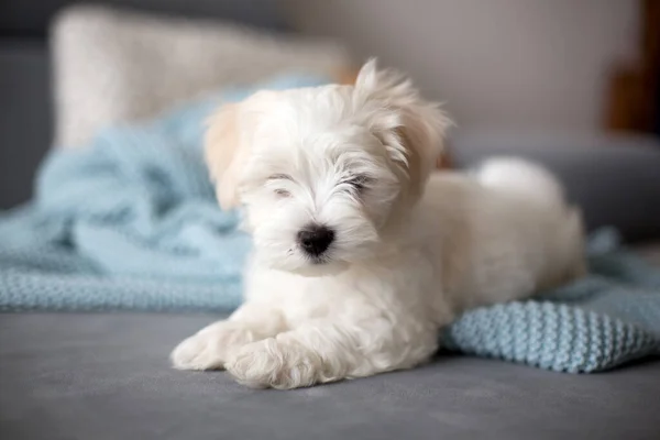 Söt Liten Maltesisk Hund Valp Sitter Soffan Hemma Märkligt Tittar — Stockfoto