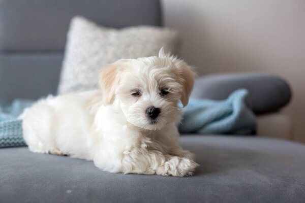 Cute little maltese dog puppy, sitting on the couch at home, curiously looking at camera