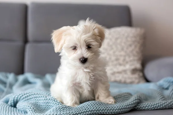 Cute Little Maltese Dog Puppy Sitting Couch Home Curiously Looking — Stock Photo, Image