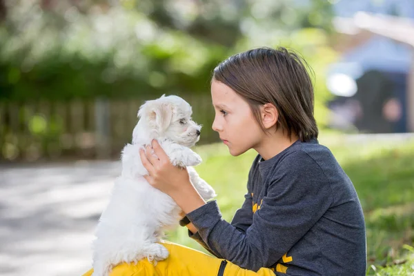 Niño Lindo Chico Jugando Con Perro Mascota Parque Perro Maltés —  Fotos de Stock