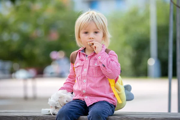 Niño Lindo Chico Jugando Con Perro Mascota Parque Perro Maltés — Foto de Stock