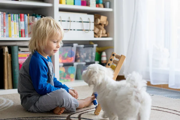 Cute Preschool Child Playing Abacus Home Little Pet Dog Playing — Stock Photo, Image