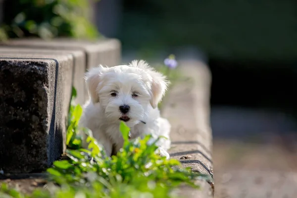 在阳光灿烂的日子里在公园里玩耍的可爱的小恶狗 — 图库照片