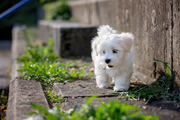 Little Cute Maltański Szczeniak Gra Parku Słoneczny Dzień — Zdjęcie stockowe