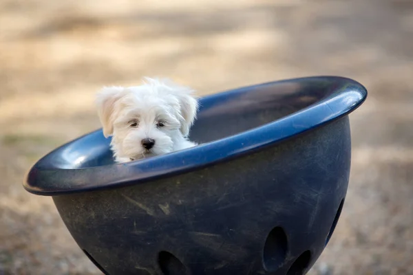 Pequeno Cachorrinho Maltês Bonito Brincando Parque Dia Ensolarado — Fotografia de Stock