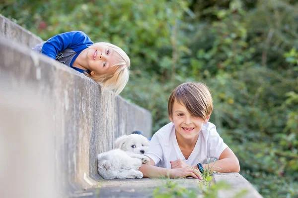Ребенок Милый Мальчик Играет Собакой Домашнее Животное Парке Мальтийская Собака — стоковое фото