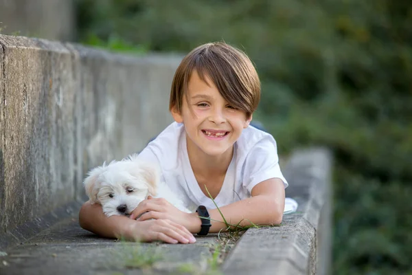 Child Cute Boy Playing Dog Pet Park Maltese Dog Kid — Stock Photo, Image