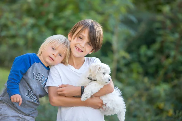 かわいい男の子 公園で犬のペットと遊んで マルタの犬と子供は一緒に散歩を楽しんでいます — ストック写真