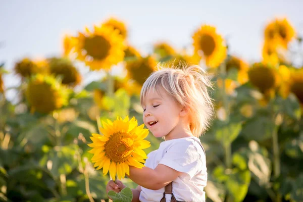 Kleiner Kleiner Junge Kind Sonnenblumenfeld Spielt Mit Großer Blume Bei — Stockfoto