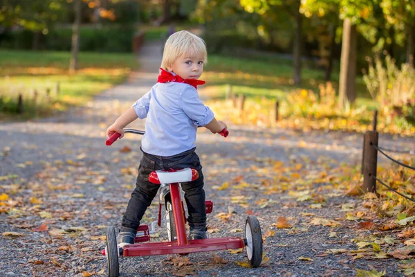 美しいブロンド2歳の幼児の男の子 日没の公園で赤い三輪車に乗って 美しい秋の日 — ストック写真