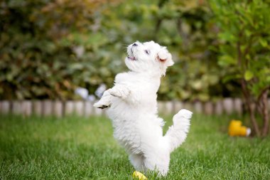 Şirin beyaz köpek yavrusu, Maltese köpek cinsi, bahçede koşuyor, mutlu ve sağlıklı.