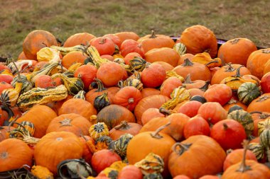 Çek Cumhuriyeti 'nde gün batımında bahçede balkabağı sergisi