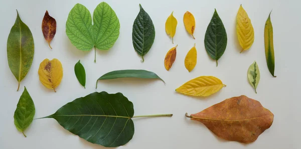 Tropical exotic leaves collection isolated on white background — Stock Photo, Image