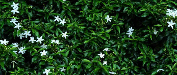 Abstract white cape jasmines with green leaves (Gardenia jasminoides), Tropical green leaves nature background