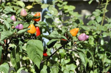 Biber sıcak renkli sağlık organik doğal ürün