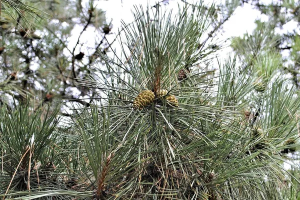 Evergreen Bosque Pinecone Agujas Verdes Hermosa Flora Espina Macro Fondo — Foto de Stock