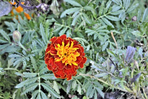 Czerwony Dzień Kwiat Kwitnąć Liść Natura Piękny Romantyczny Ogród Słoneczny — Zdjęcie stockowe