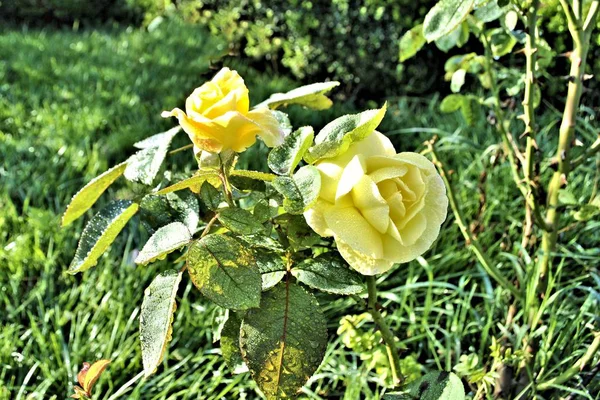 Krásná Žlutá Růže Květiny Zelený List Zblízka Romantický Příroda Květ — Stock fotografie