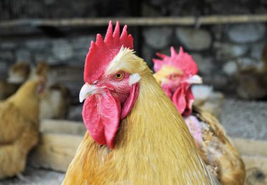 Evcil horoz çiftliği. Güzel gözler. Kırmızı tarak çiftliği.