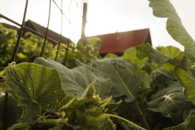 Organik yeşil sebze ile küçük çiftlik
