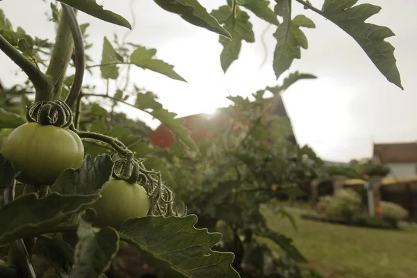 Petite Ferme Avec Légumes Verts Biologiques — Photo