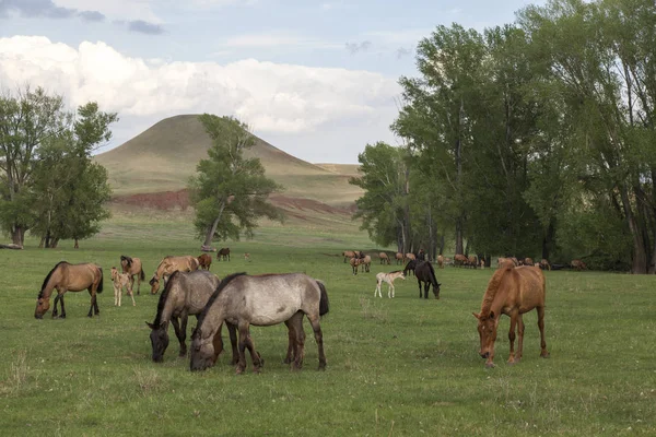 Wypas Koni Tle Góry Bashkortostan — Zdjęcie stockowe