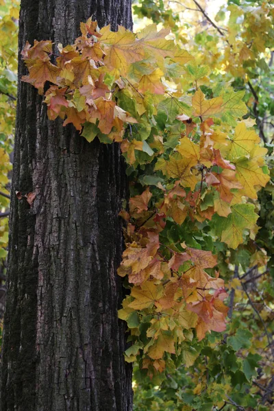 Золотая Осень Лиственных Лесах — стоковое фото