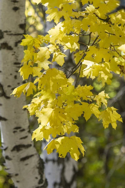 Goldener Herbst Laubwald — Stockfoto