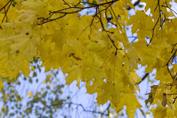 Altın Sonbahar Yaprak Döken Orman — Stok fotoğraf