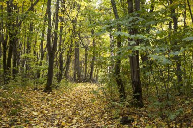 Altın sonbahar yaprak döken orman