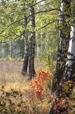 Altın sonbahar yaprak döken orman