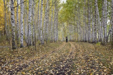 Altın sonbahar yaprak döken orman