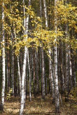 Altın sonbahar yaprak döken orman