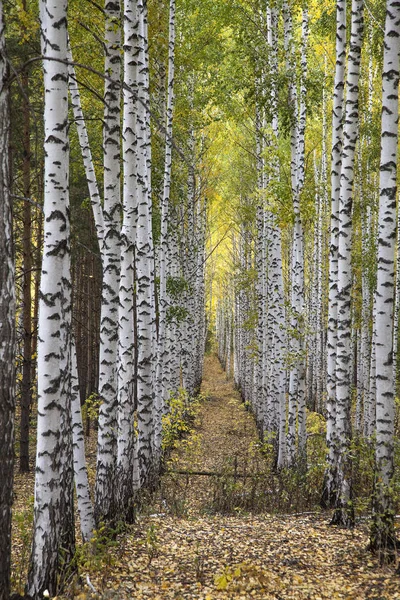 Altın Sonbahar Yaprak Döken Orman — Stok fotoğraf