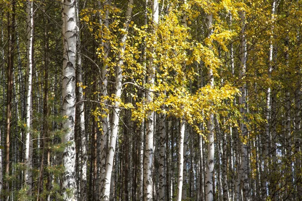 Gyllene Höst Lövskog — Stockfoto