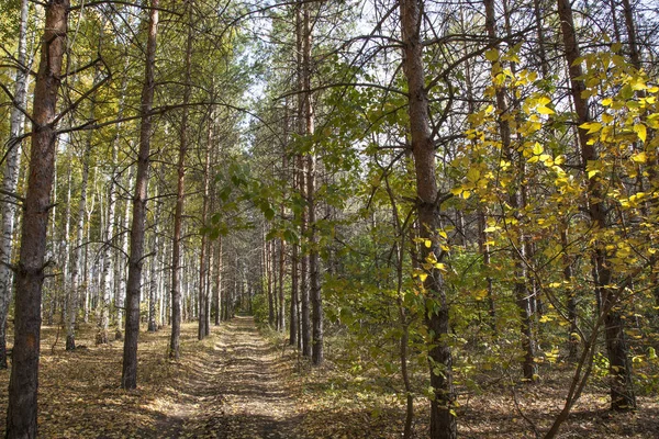 Goldener Herbst Laubwald — Stockfoto