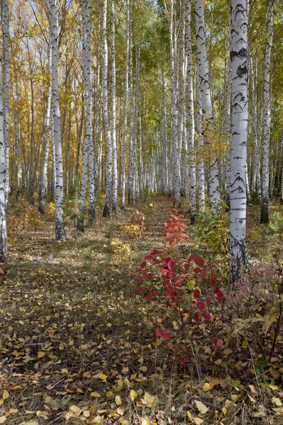 Золота Осінь Листяному Лісі — стокове фото