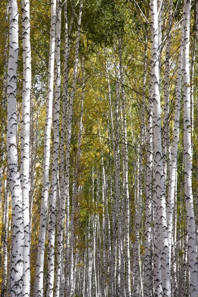 Outono Dourado Floresta Decídua — Fotografia de Stock