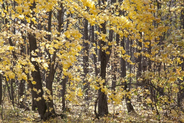 落叶林中的金秋 — 图库照片