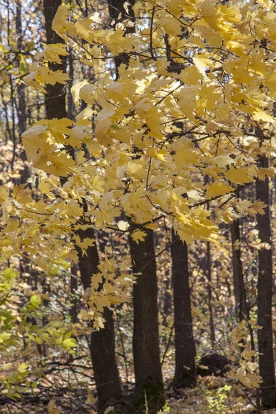 Outono Dourado Floresta Decídua — Fotografia de Stock