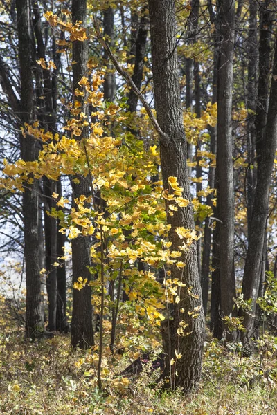 Goldener Herbst Laubwald — Stockfoto