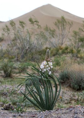 Kazakistan'da şarkı söyleyen bir kumul altın kumları