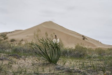 Kazakistan'da şarkı söyleyen bir kumul altın kumları