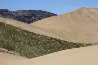 Kazakistan'da şarkı söyleyen bir kumul altın kumları