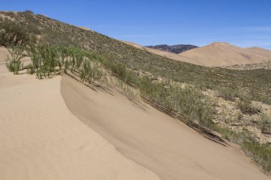 Kazakistan'da şarkı söyleyen bir kumul altın kumları