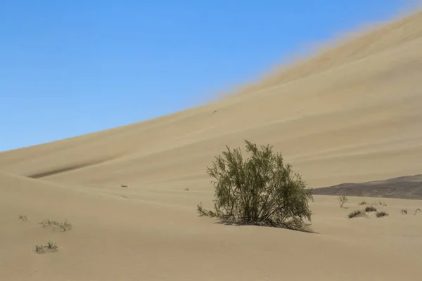 カザフスタンの歌う砂丘の黄金の砂 — ストック写真