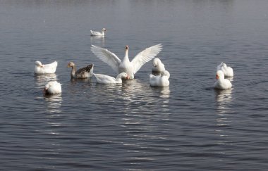 Gölde yaz lık kümes hayvanları
