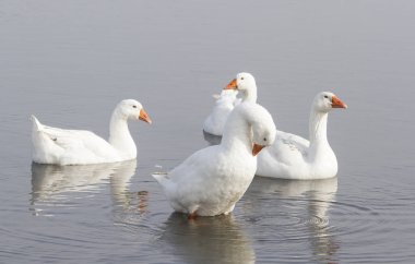 Gölde yaz lık kümes hayvanları